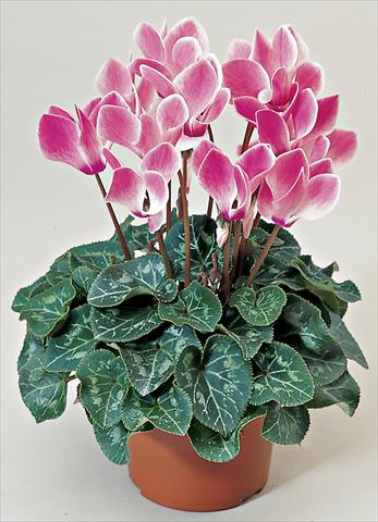 photo of flower to be used as: Basket / Pot Cyclamen persicum Laser Synchro Rose Flame