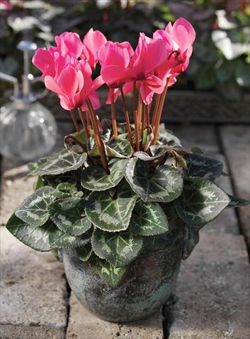 photo of flower to be used as: Basket / Pot Cyclamen persicum Laser Synchro F1 Salmon