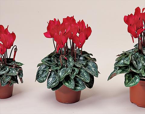 photo of flower to be used as: Basket / Pot Cyclamen persicum Midori Bright Scarlet