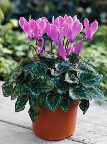 photo of flower to be used as: Basket / Pot Cyclamen persicum Midori F1 Purple Flame