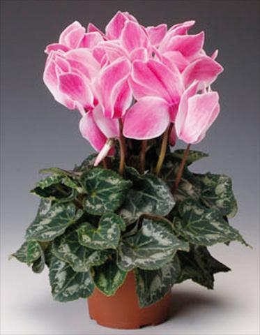 photo of flower to be used as: Basket / Pot Cyclamen persicum Perfetto F1 Wine Flame