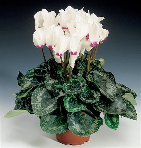 photo of flower to be used as: Basket / Pot Cyclamen persicum Rainier F1 White with Eye