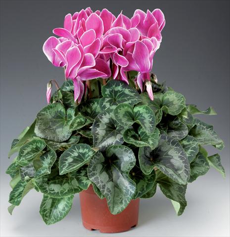 photo of flower to be used as: Basket / Pot Cyclamen persicum Rainier F1 Wine Flame