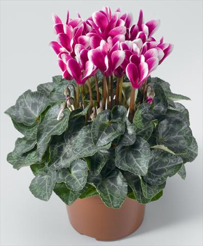 photo of flower to be used as: Basket / Pot Cyclamen persicum mini Snowridge F1 Mini Purple