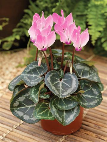 photo of flower to be used as: Basket / Pot Cyclamen persicum mini Winfall™ F1 Pink Flame