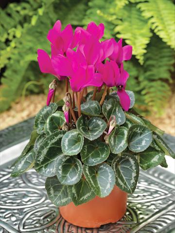 photo of flower to be used as: Basket / Pot Cyclamen persicum mini Winfall™ F1 Purple