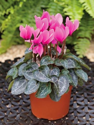 photo of flower to be used as: Basket / Pot Cyclamen persicum mini Winfall™ F1 Rose