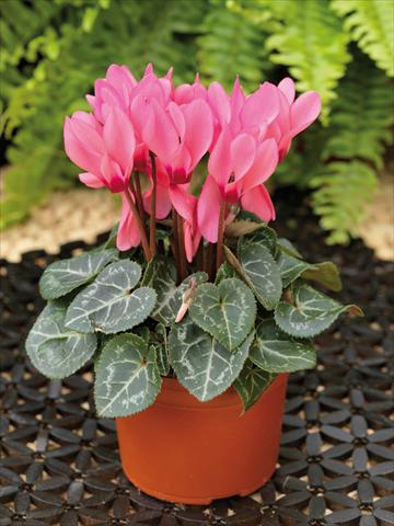 photo of flower to be used as: Basket / Pot Cyclamen persicum mini Winfall™ F1 Salmon