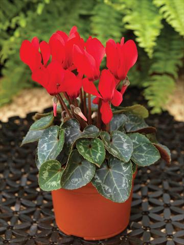 photo of flower to be used as: Basket / Pot Cyclamen persicum mini Winfall™ F1 Scarlet
