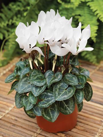photo of flower to be used as: Basket / Pot Cyclamen persicum mini Winfall™ F1 White