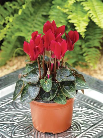 photo of flower to be used as: Basket / Pot Cyclamen persicum mini Winfall™ F1 Wine