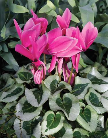photo of flower to be used as: Basket / Pot Cyclamen persicum Winter Ice F1 Rose