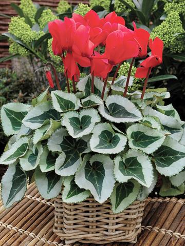 photo of flower to be used as: Basket / Pot Cyclamen persicum Winter Ice F1 Scarlet