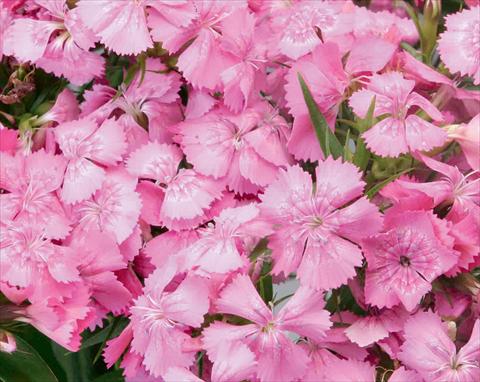 photo of flower to be used as: Pot and bedding Dianthus barbatus Diabunda® F1 Pink Pearl