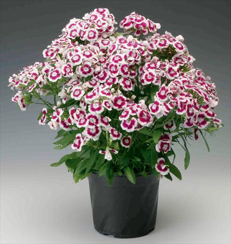 photo of flower to be used as: Pot and bedding Dianthus barbatus Diabunda® F1 Purple Picotee