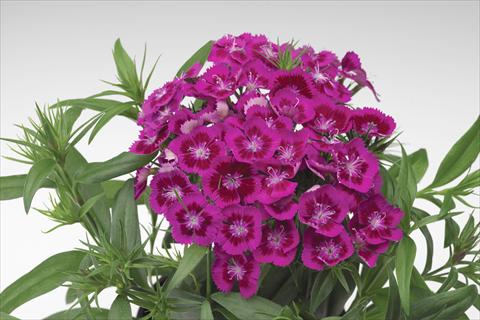 photo of flower to be used as: Pot and bedding Dianthus barbatus Diabunda® F1 Purple
