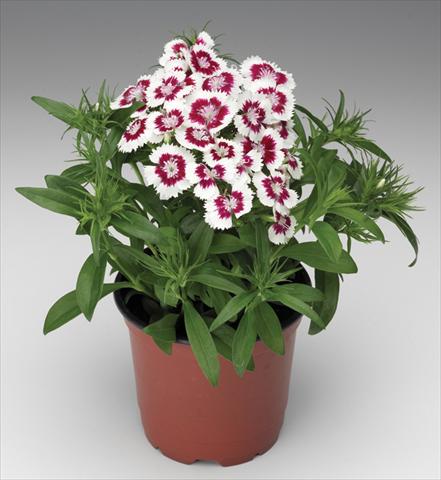 photo of flower to be used as: Pot and bedding Dianthus barbatus Diabunda® F1 Red Picotee