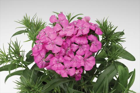 photo of flower to be used as: Pot and bedding Dianthus barbatus Diabunda® F1 Rose