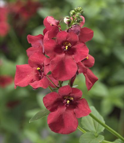 photo of flower to be used as: Pot, patio, basket Diascia Darla Red improved