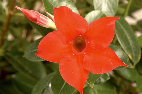 photo of flower to be used as: Patio, pot Dipladenia (Mandevilla) Rio® Deep Red
