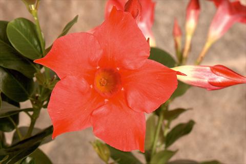 photo of flower to be used as: Patio, pot Dipladenia (Mandevilla) Rio Hot Pink