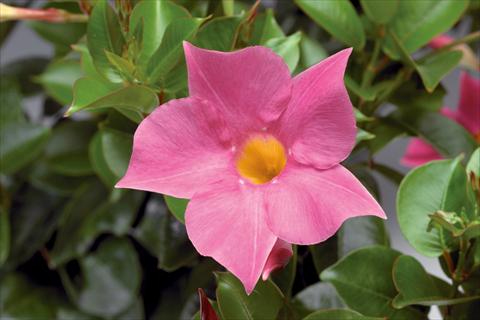 photo of flower to be used as: Patio, pot Dipladenia (Mandevilla) Rio® Pink