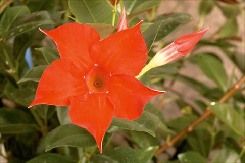 photo of flower to be used as: Patio, pot Dipladenia (Mandevilla) Rio Red