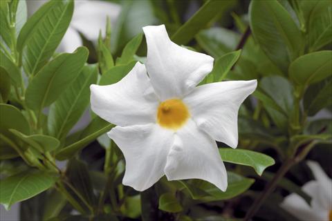 photo of flower to be used as: Patio, pot Dipladenia (Mandevilla) Rio White