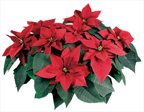 photo of flower to be used as: Pot Poinsettia - Euphorbia pulcherrima Mars Early