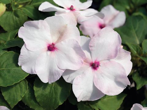 photo of flower to be used as: Pot and bedding Impatiens walleriana Accent Premium F1 Bright Eye