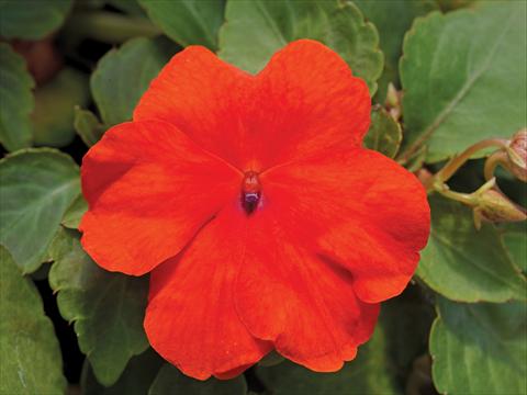 photo of flower to be used as: Pot and bedding Impatiens walleriana Accent Premium F1 Deep Orange