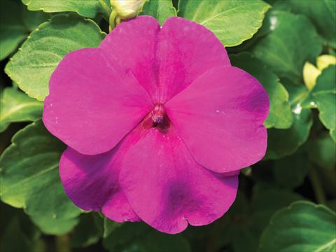 photo of flower to be used as: Pot and bedding Impatiens walleriana Accent Premium F1 Lilac