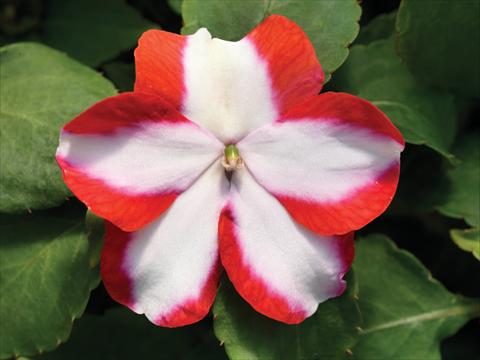 photo of flower to be used as: Pot and bedding Impatiens walleriana Accent Premium F1 Orange Star
