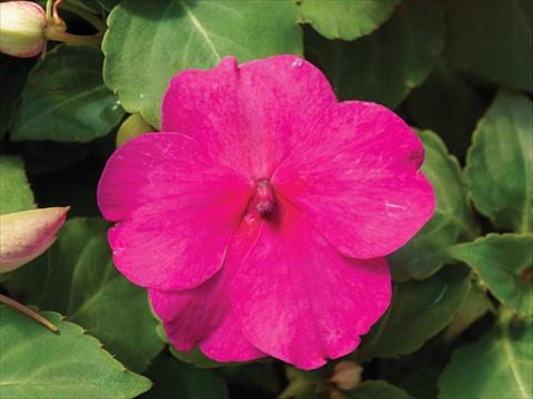 photo of flower to be used as: Pot and bedding Impatiens walleriana Accent Premium F1 Rose