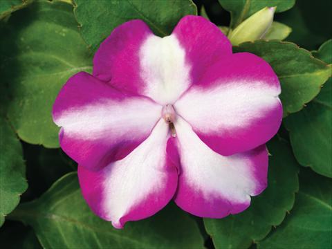 photo of flower to be used as: Pot and bedding Impatiens walleriana Accent Premium F1 Violet Star