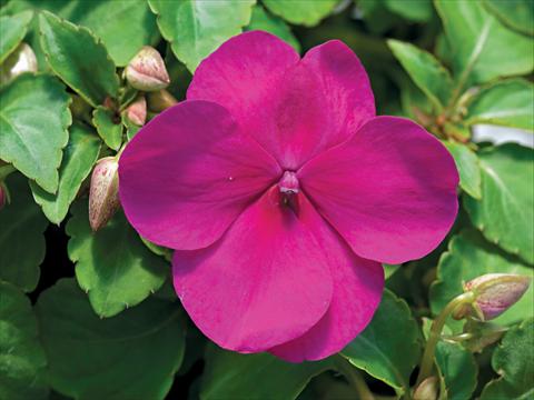 photo of flower to be used as: Pot and bedding Impatiens walleriana Accent Premium F1 Violet