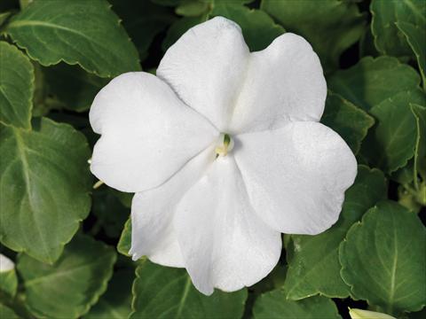 photo of flower to be used as: Pot and bedding Impatiens walleriana Accent Premium F1 White