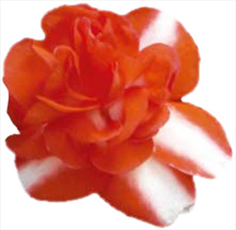 photo of flower to be used as: Pot and bedding Impatiens walleriana Silhouette Orange Star