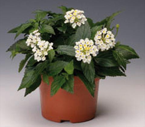 photo of flower to be used as: Pot, bedding, patio Lantana camara Bandana® White