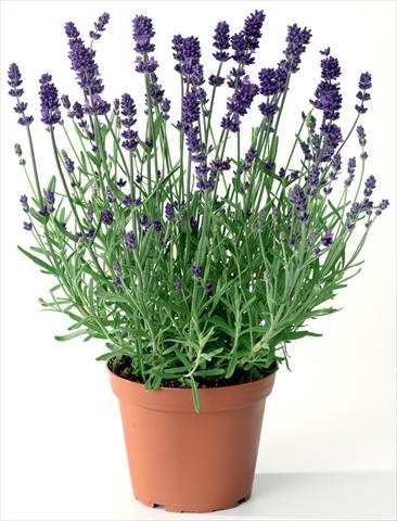 photo of flower to be used as: Pot and bedding Lavandula angustifolia Blue Scent® Early