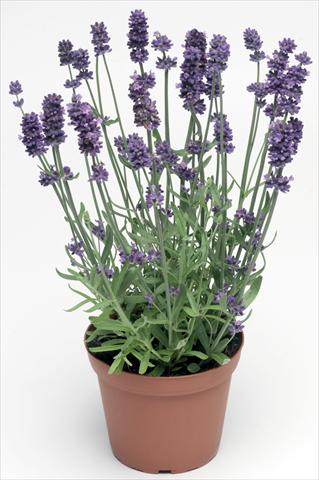 photo of flower to be used as: Pot and bedding Lavandula angustifolia Sentivia® Blue
