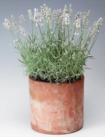 photo of flower to be used as: Pot and bedding Lavandula angustifolia Sentivia® Silver