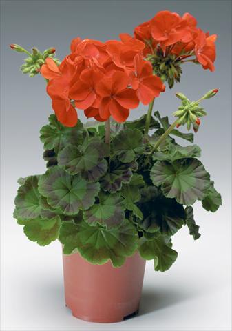 photo of flower to be used as: Pot, bedding, patio Pelargonium x hortorum F.1 Pinto Premium F1 Deep Red