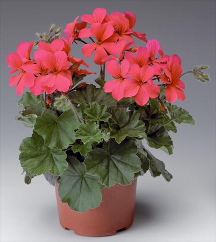 photo of flower to be used as: Patio, pot Pelargonium interspecifico Caliente® Hot Coral