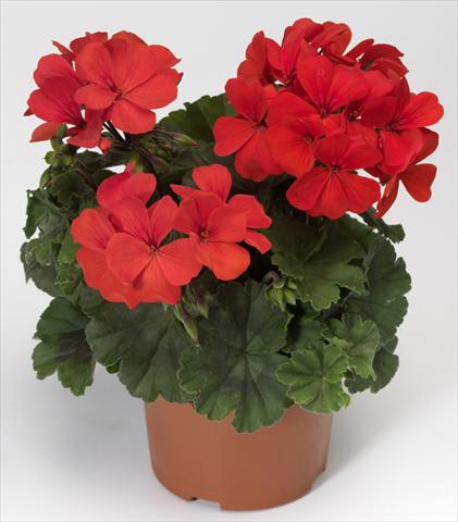 photo of flower to be used as: Patio, pot Pelargonium interspecifico Caliente® Orange