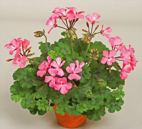 photo of flower to be used as: Patio, pot Pelargonium interspecifico Caliente® Pink