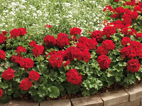 photo of flower to be used as: Patio, pot Pelargonium interspecifico Calliope® Dark Red