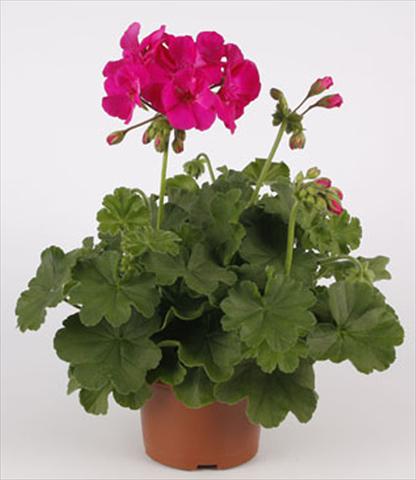 photo of flower to be used as: Patio, pot Pelargonium interspecifico Calliope® Lavender Rose