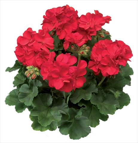 photo of flower to be used as: Patio, pot Pelargonium interspecifico Calliope® Scarlet Fire