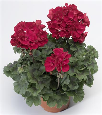 photo of flower to be used as: Pot, bedding, patio Pelargonium zonale Tango® Velvet Red